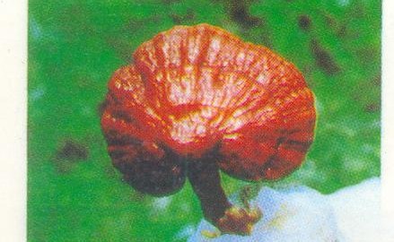 Ganoderma cultivated in the farm
