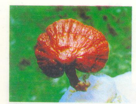 Ganoderma cultivated in the farm